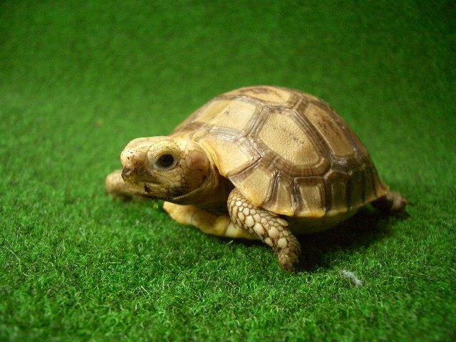 エロンガータリクガメベビー2番の画像