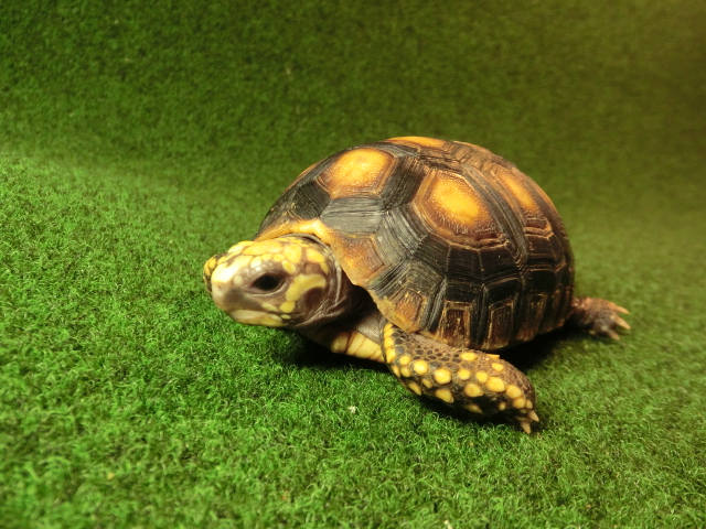 アカアシガメSサイズ イエローフットタイプ ＣＢ個体84番の画像