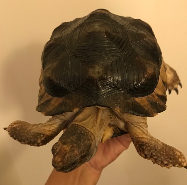 チャコリクガメ 飼い込み個体 恐らくメス　委託販売の画像