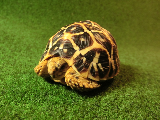 インドホシガメSサイズCB個体 06番マイクロチップ登録票付の画像