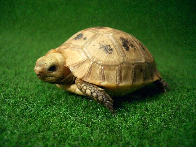 エロンガータリクガメベビー3番の画像