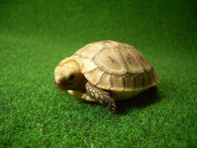 エロンガータリクガメベビー4番の画像