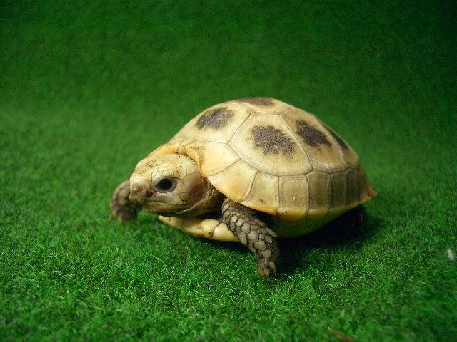 エロンガータリクガメベビー5番の画像