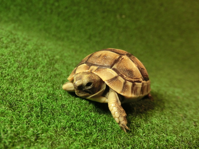 イベラギリシャリクガメベビーEUCB個体34番の画像