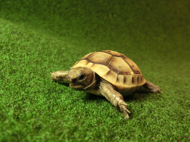 イベラギリシャリクガメベビーEUCB個体35番の画像