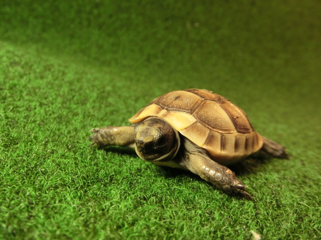 イベラギリシャリクガメベビーEUCB個体36番の画像