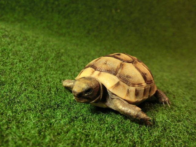 イベラギリシャリクガメベビーEUCB個体37番の画像