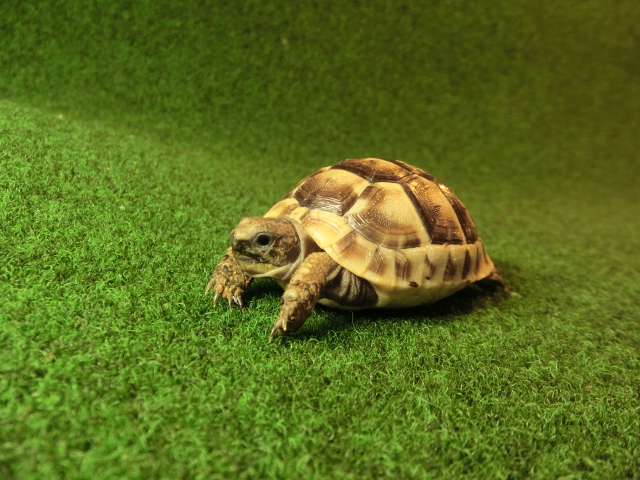 イベラギリシャリクガメベビーEUCB個体38番の画像