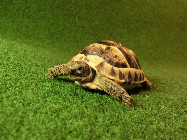 イベラギリシャリクガメベビーEUCB個体39番の画像