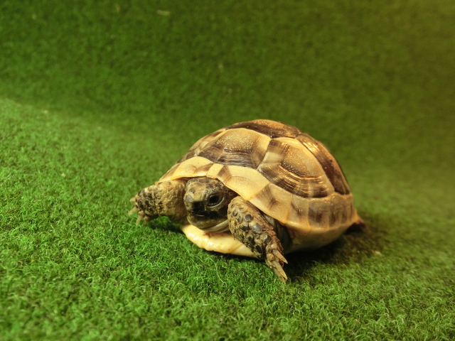 イベラギリシャリクガメベビーEUCB個体40番の画像