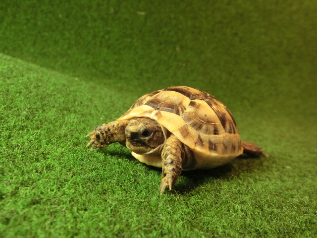 イベラギリシャリクガメベビーEUCB個体41番の画像