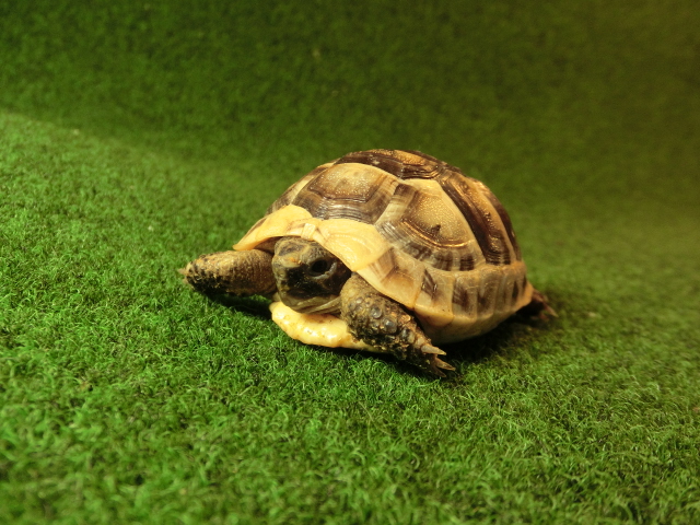 イベラギリシャリクガメベビーEUCB個体43番の画像