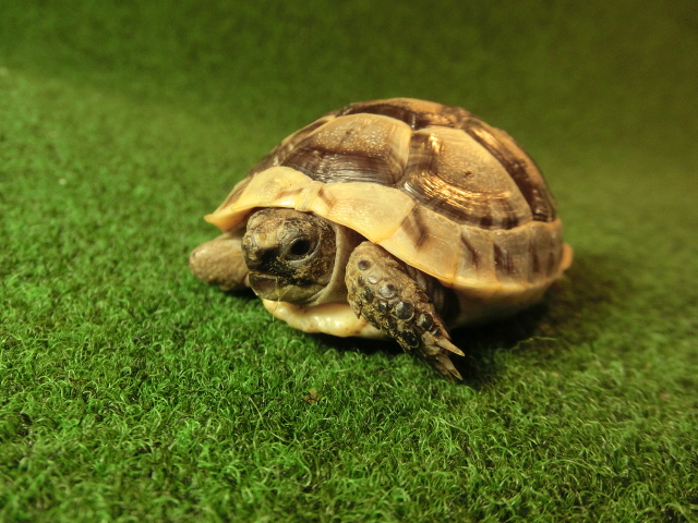 イベラギリシャリクガメベビーEUCB個体44番の画像