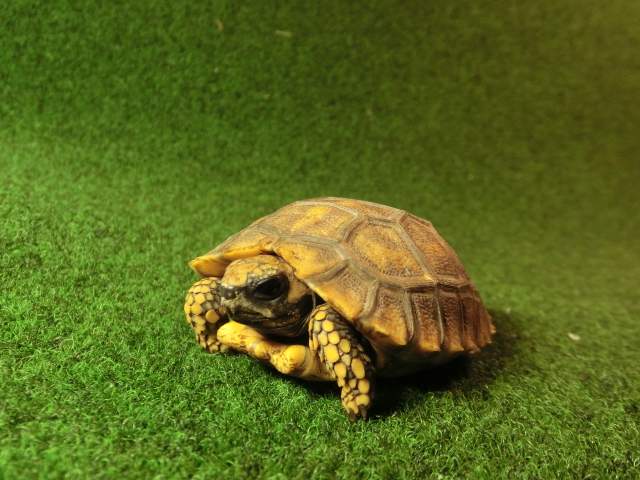 キアシガメベビーCB個体 35番　の画像