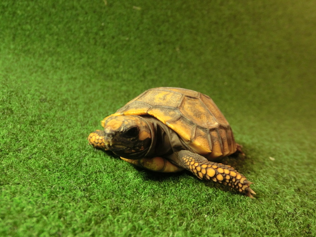 キアシガメベビーCB個体 36番　の画像