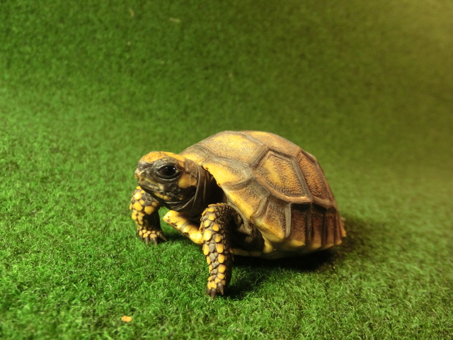 キアシガメベビーCB個体 37番　の画像