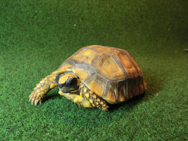 キアシガメSMサイズCB個体 38番　の画像