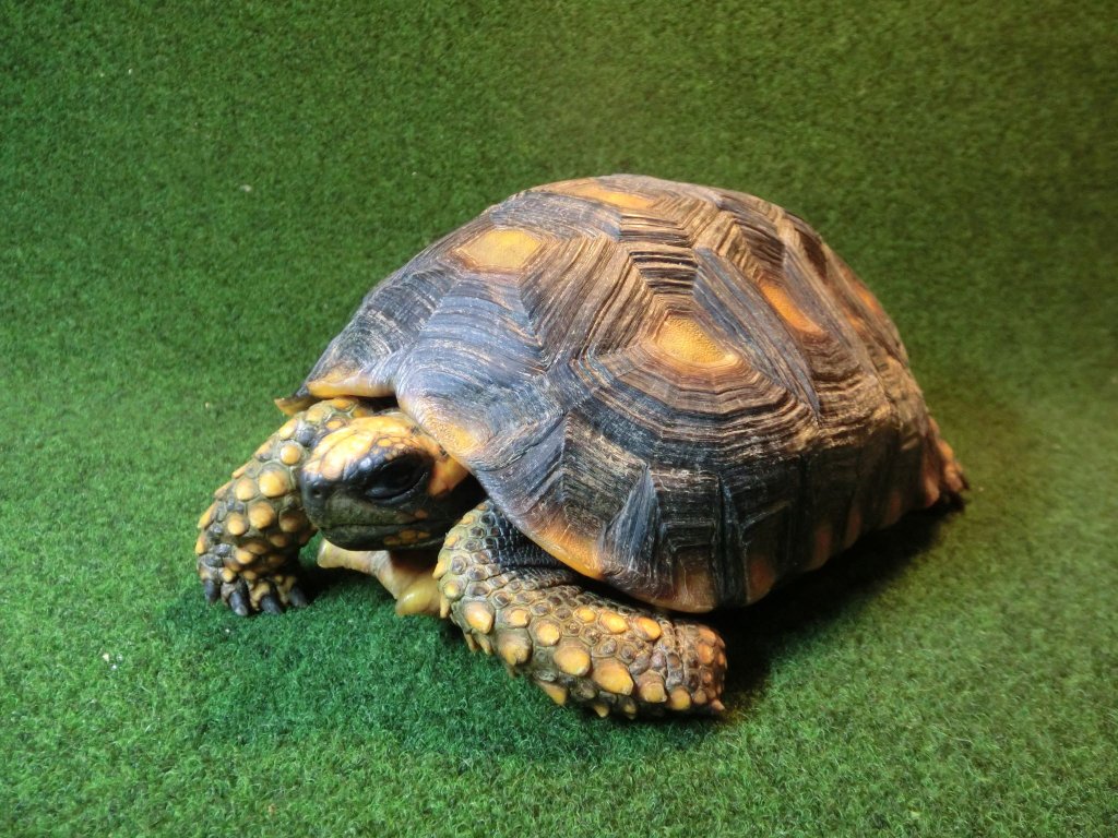 キアシガメMLサイズCB個体 39番　の画像