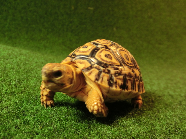 ナミビア風ヒョウモンガメベビー94番の画像