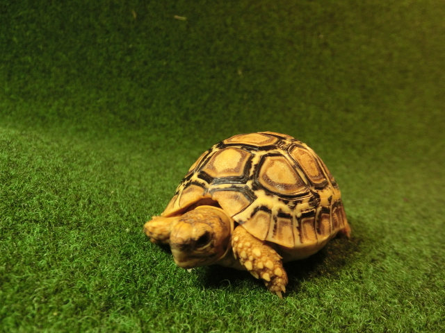 ナミビア風 ヒョウモンガメベビー99番の画像