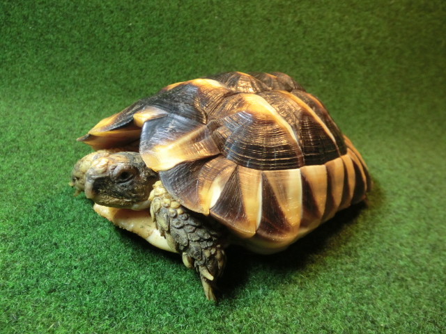 マルギナータリクガメ（フチゾリリクガメ）EUCB個体66番サブアダルトオスの画像