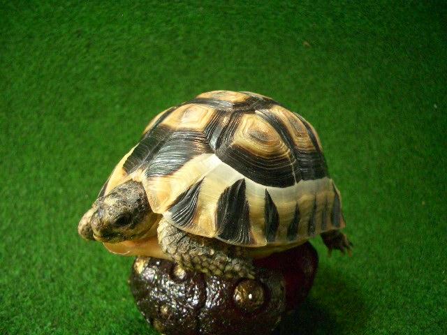 ソリガメ（アンギュラータリクガメ）03番の画像