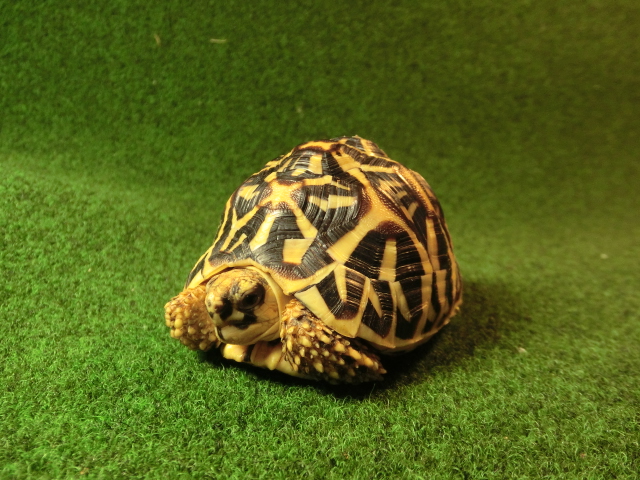 インドホシガメMサイズCB個体 5番マイクロチップ登録票付の画像