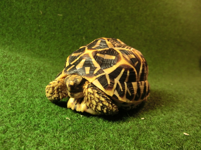 インドホシガメ サブアダルトメスCB個体 13番マイクロチップ登録票付の画像