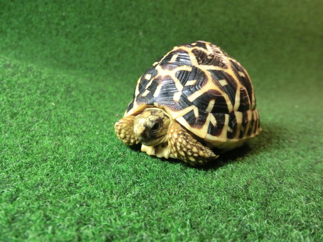 インドホシガメ SサイズCB個体 15番マイクロチップ登録票付の画像