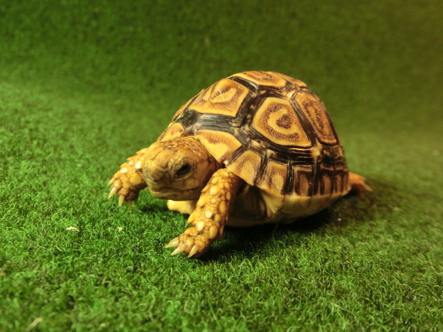 バブコック ヒョウモンガメベビー00番の画像