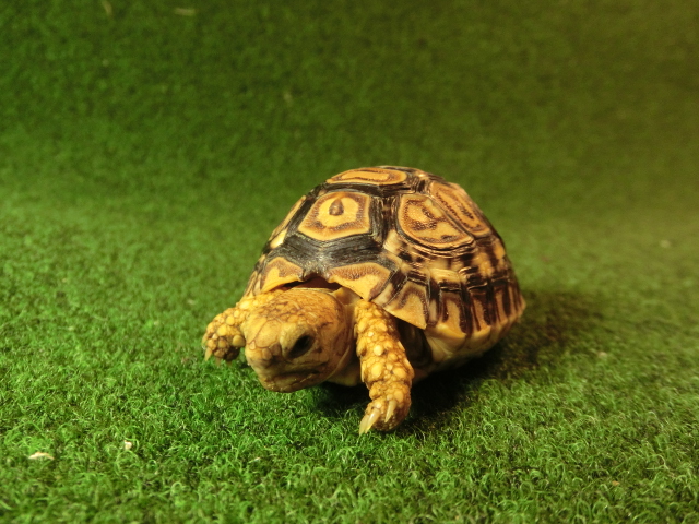 バブコック ヒョウモンガメベビー01番の画像