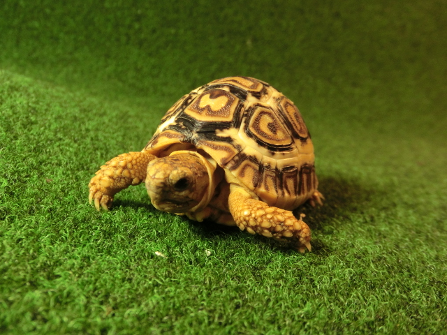 バブコック ヒョウモンガメベビー02番の画像