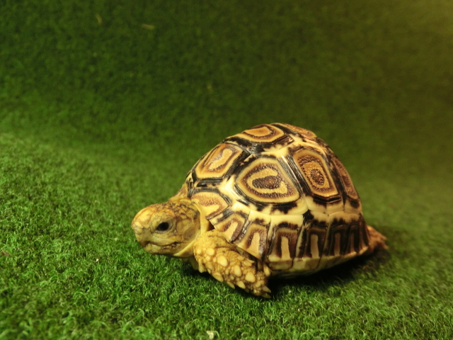 バブコック ヒョウモンガメベビー04番の画像