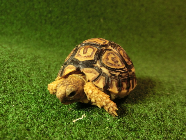 バブコック ヒョウモンガメベビー05番の画像