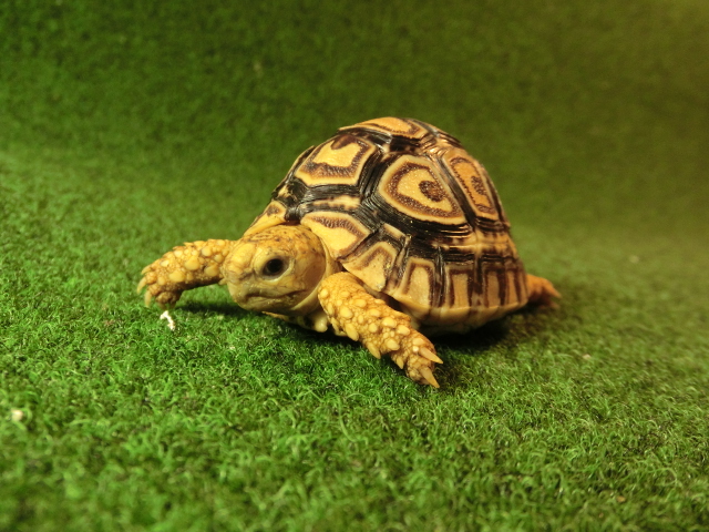 バブコック ヒョウモンガメベビー106番の画像