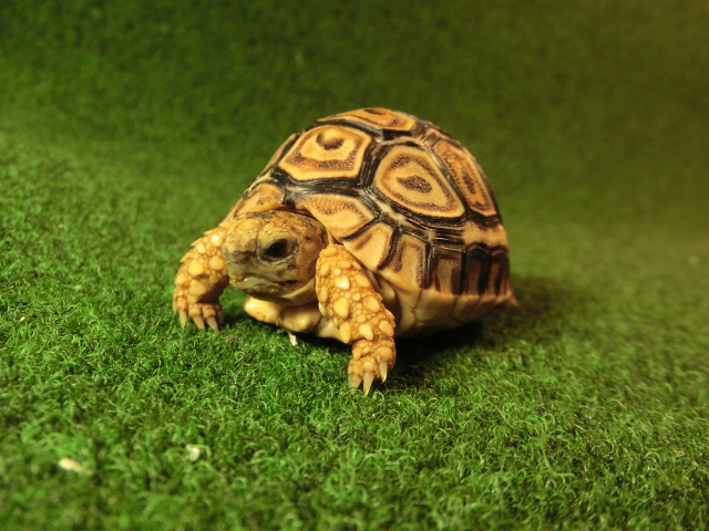バブコック ヒョウモンガメベビー107番の画像