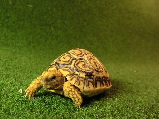 バブコック ヒョウモンガメベビー08番の画像