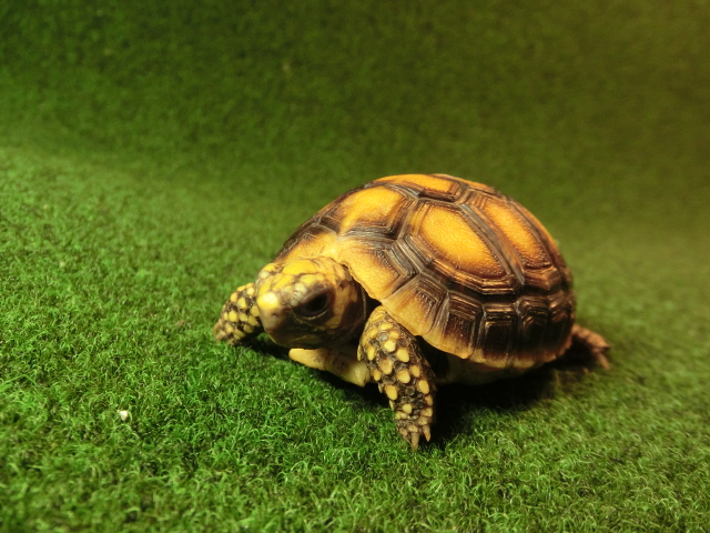 アカアシガメベビー イエローフットタイプ ＣＢ個体85番の画像