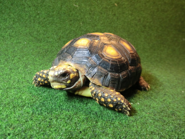 アカアシガメ イエローフットタイプMサイズ ＣＢ個体86番の画像