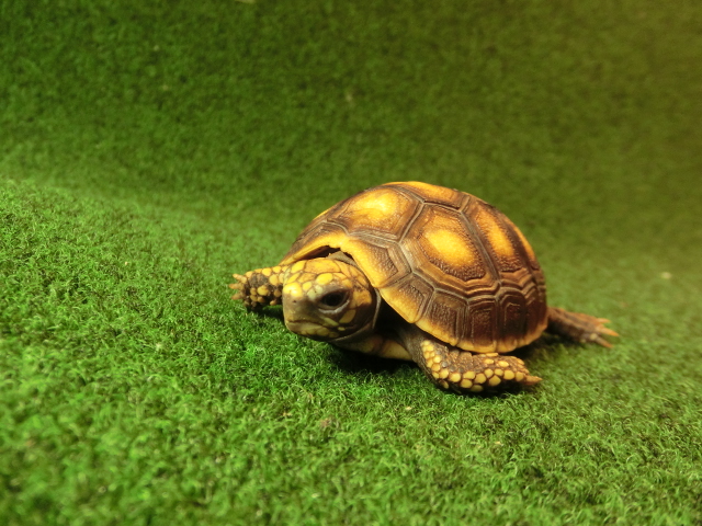 アカアシガメベビー イエローフットタイプ ＣＢ個体87番の画像