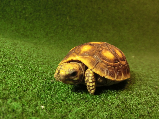 アカアシガメベビー イエローフットタイプ ＣＢ個体88番の画像