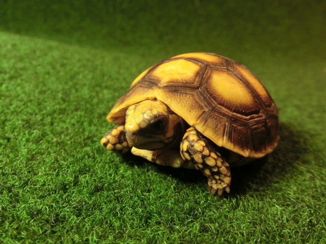 アカアシガメベビー イエローフットタイプ ＣＢ個体89番の画像