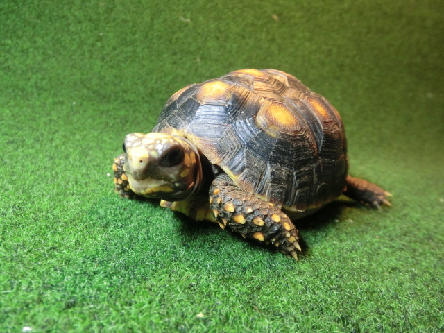 アカアシガメ イエローフットタイプMサイズ ＣＢ個体90番の画像