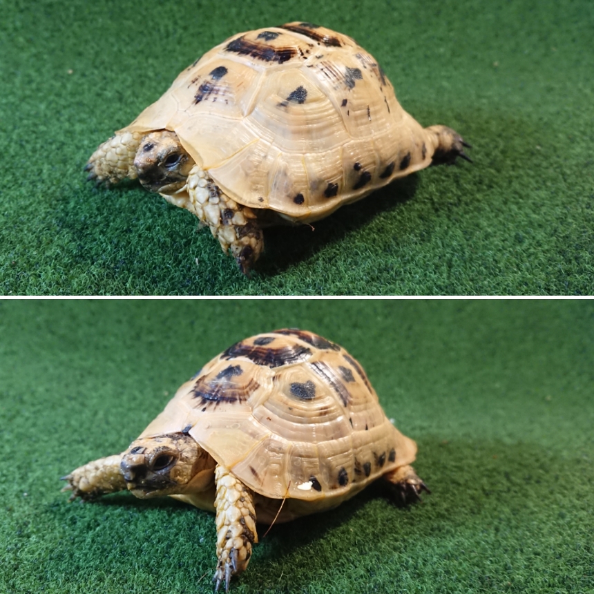 キレナイカギリシャリクガメ (リビア地中海リクガメ）EGCB個体 03・04番 の画像