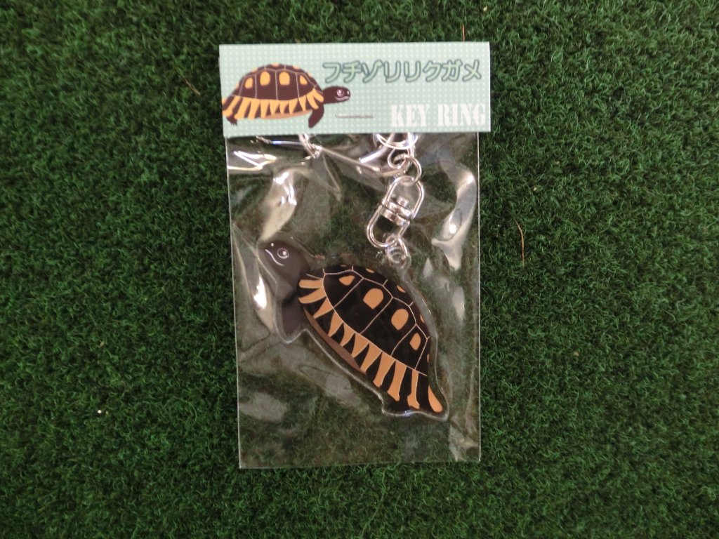 リクガメイラスト アクリルキーリング　フチゾリリクガメ　（ネコポス便対応可）の画像