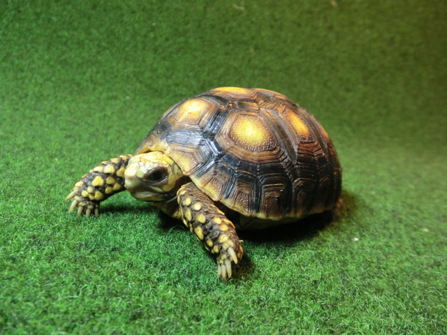 アカアシガメベビー イエローフットタイプ ＣＢ個体91番の画像