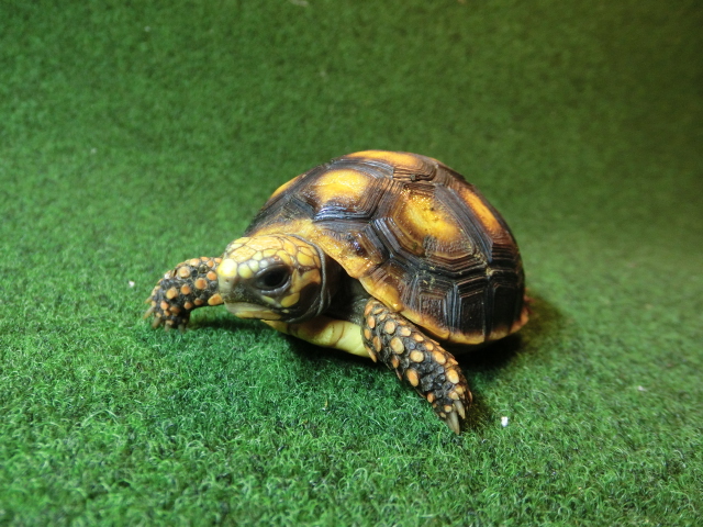 アカアシガメベビー オレンジフット＆イエローヘッドタイプ ＣＢ個体92番の画像