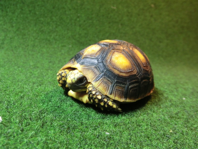 アカアシガメベビー イエローフットタイプ ＣＢ個体93番の画像