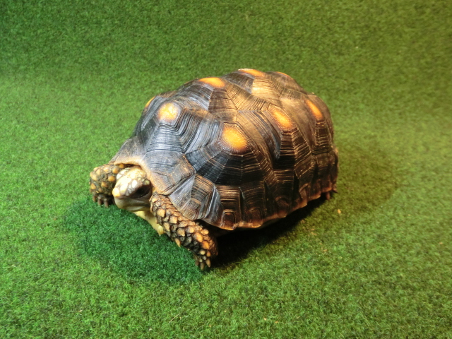 アカアシガメMサイズ イエローフットタイプ ＣＢ個体94番の画像