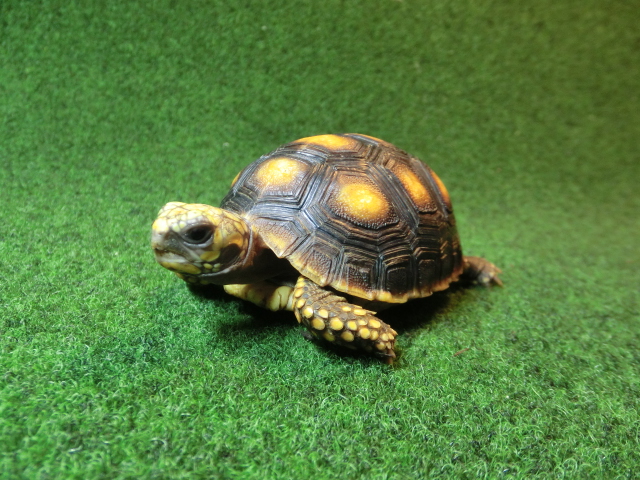 アカアシガメベビー イエローフットタイプ ＣＢ個体95番の画像